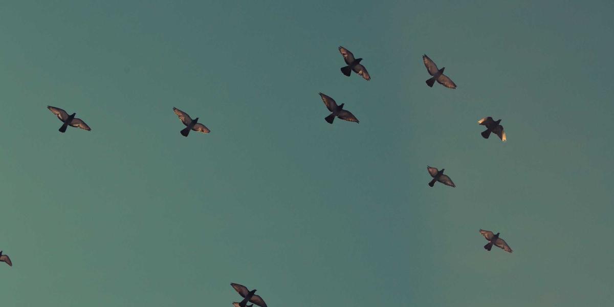 INNOVABLUE and ROBONETCBC Jointly Shape the Future of Blue Technologies